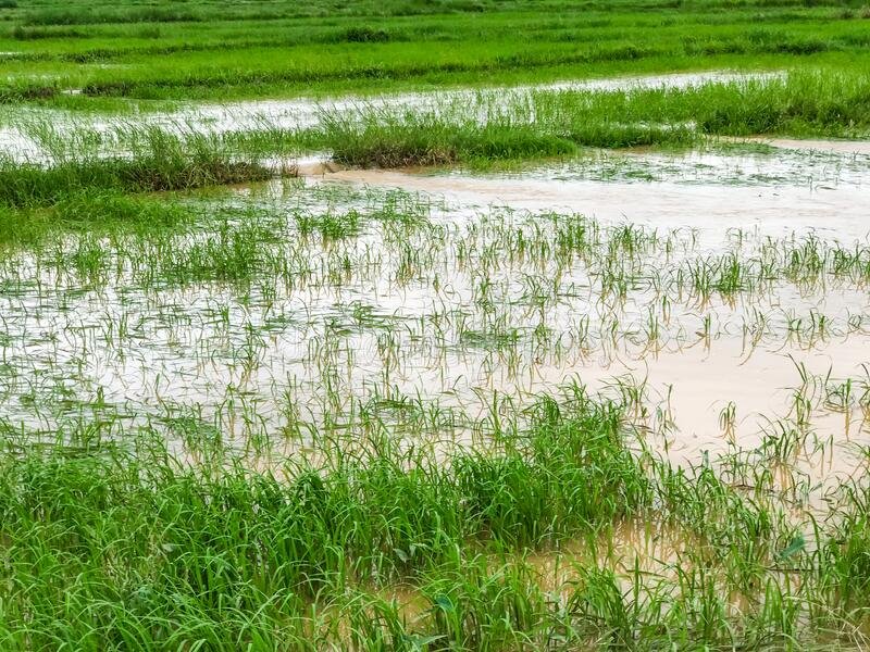 Akola Heavy Rain Tehsildar Farmer Agriculture Land Crops